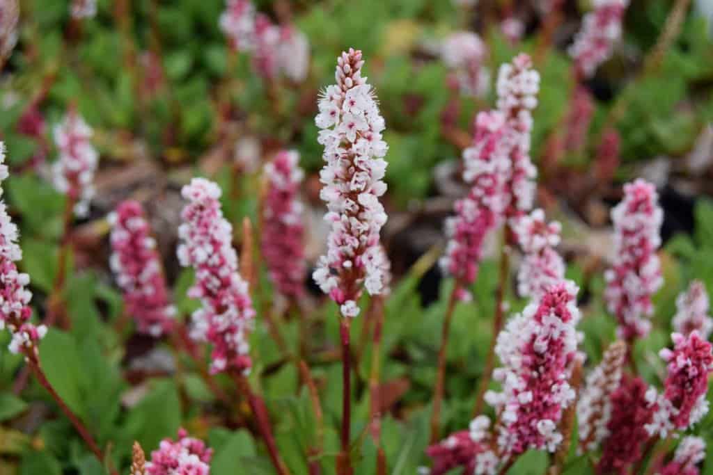 Persicaria bistorta 'Superba' ---
